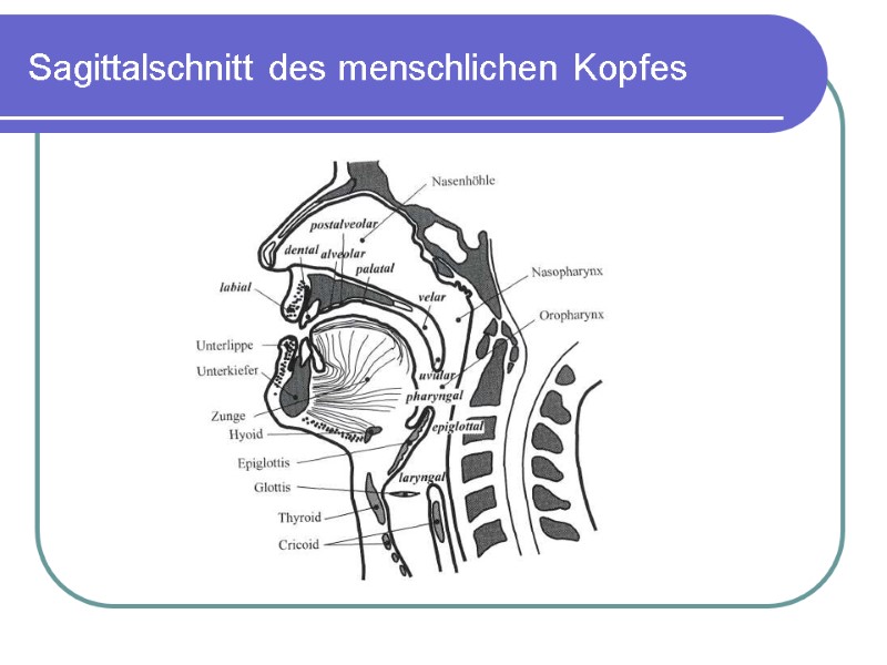 Sagittalschnitt des menschlichen Kopfes